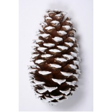 LOBLOLLY PINE CONE 3"-4" NATURAL/ WHITE TIP- OUT OF STOCK